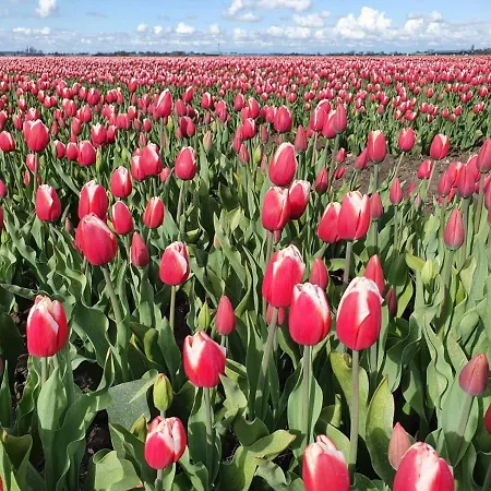 Bed & Breakfast De Leekerhoek Oosterleek