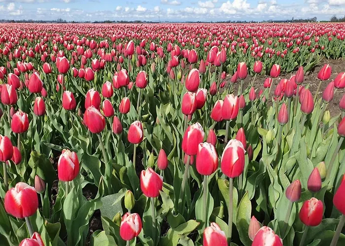 住宿加早餐酒店 De Leekerhoek Oosterleek